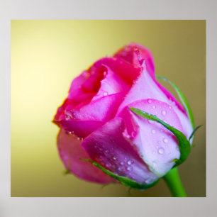 Rain Drop Kisses of Nature på Rosa ros Poster