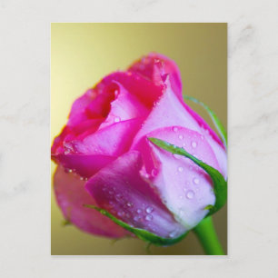 Rain Drop Kisses of Nature på Rosa ros Vykort