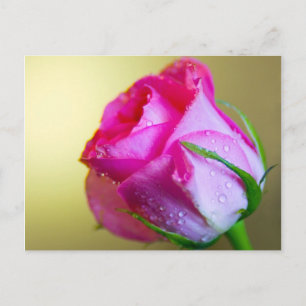 Rain Drop Kisses of Nature på Rosa ros Vykort
