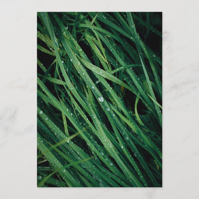 Rain drops on grass, Earth Day Card (Framsida)