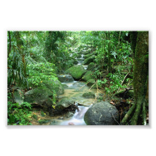 Rain Forest Cairns Australien Fototryck