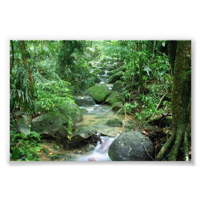 Rain Forest Cairns Australien Fototryck (Framsidan)