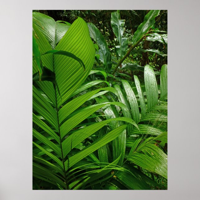 Rain Forest Handflatan Poster (Framsidan)
