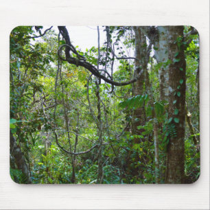 Rain Forest Musmatta