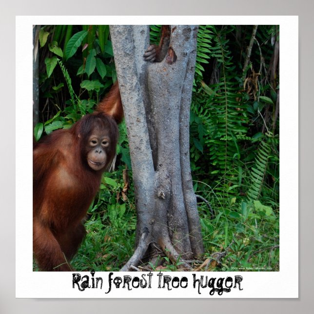 Rain Forest Nature's Tree hugger Poster (Framsidan)