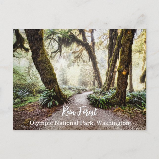 Rain Forest ・ Olympic National Park, Washington Vykort (Framsida)