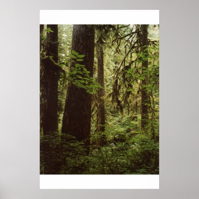 Rain Forest Poster (Framsidan)