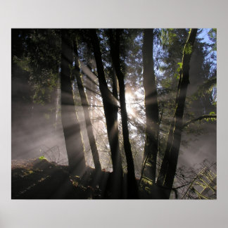 Rain Forest Sol Rays Poster