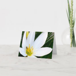 Rain Lily Kryp Deux Tack Kort