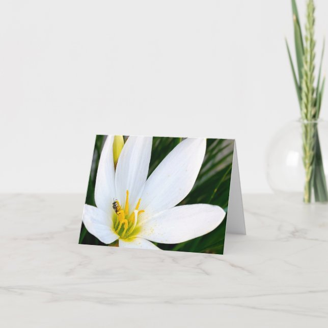 Rain Lily Kryp Deux Tack Kort (Framsida)