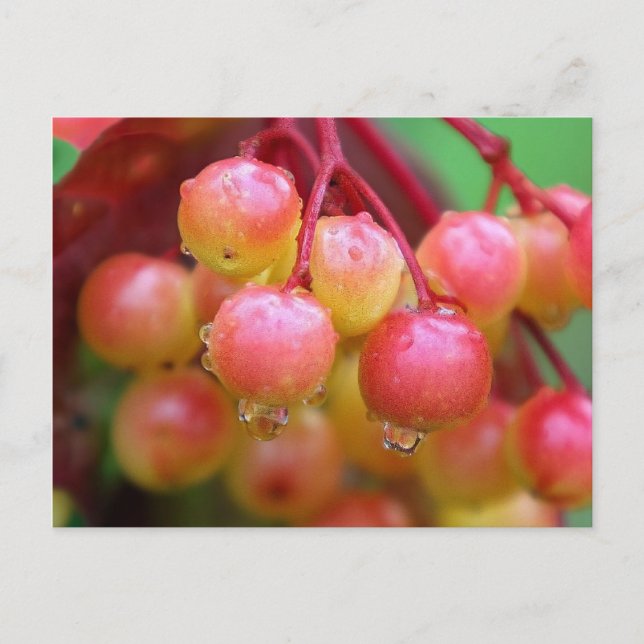 Rain och Berries Vykort (Framsida)