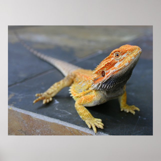 Rainbow Bearded Dragon Poster (Framsidan)