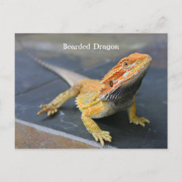 Rainbow Bearded Dragon Vykort