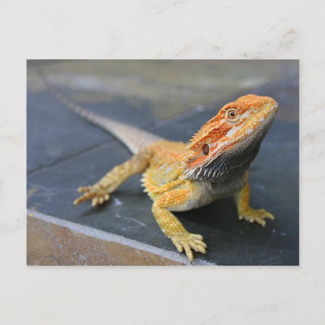 Rainbow Bearded Dragon Vykort (Framsida)