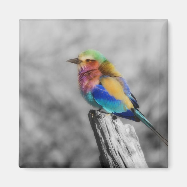 Rainbow Bird Magnet (Framsidan)