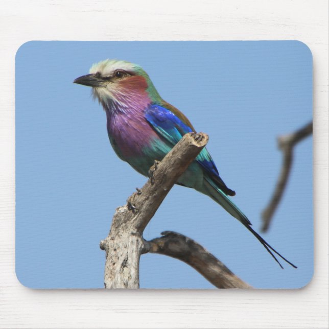 Rainbow Bird Mouse Pad Musmatta (Framsidan)