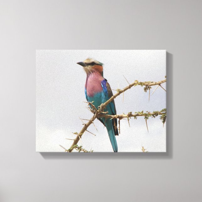 Rainbow Bird Photo Canvastryck (Framsida)