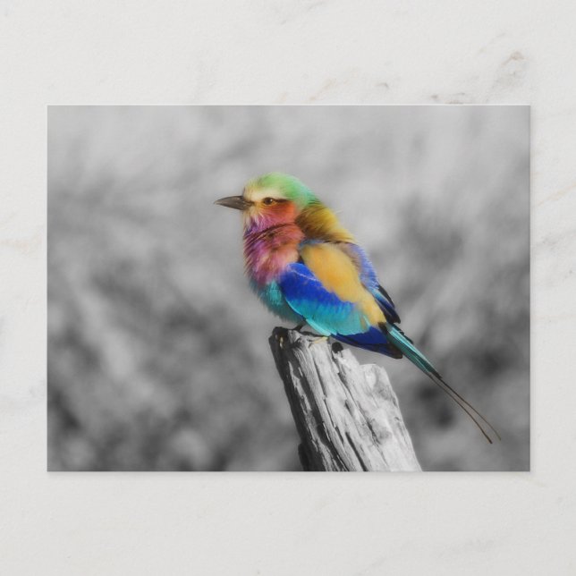 Rainbow Bird Vykort (Framsida)