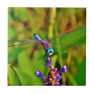 Rainbow Dragonfly och blomma Kakelplatta