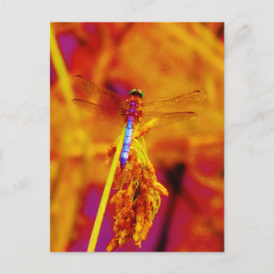 Rainbow Dragonfly på gult och fuschia Vykort