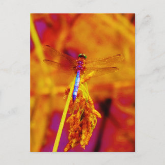 Rainbow Dragonfly på gult och fuschia Vykort