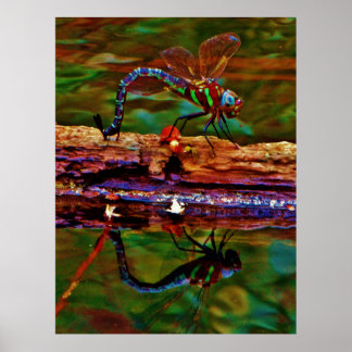 Rainbow Dragonfly, Teal & lila Dragonfly Poster