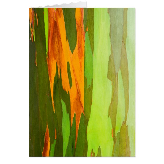 Rainbow Eucalyptus bark, Hawaii Hälsningskort (Framsidan)