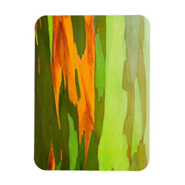 Rainbow Eucalyptus bark, Hawaii Magnet (Vertikal)