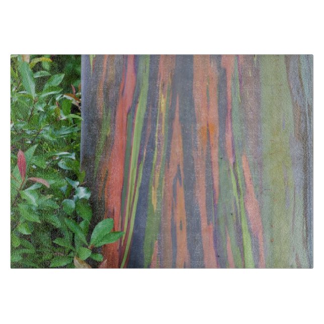 Rainbow Eucalyptus Träd (Framsidan)