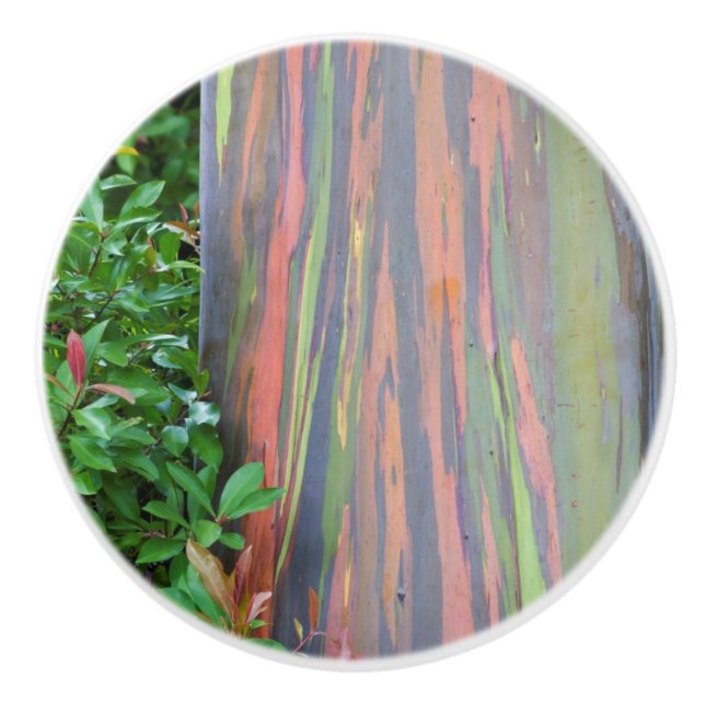 Rainbow Eucalyptus Träd Knopp (Framsidan)