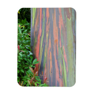 Rainbow Eucalyptus Träd Magnet