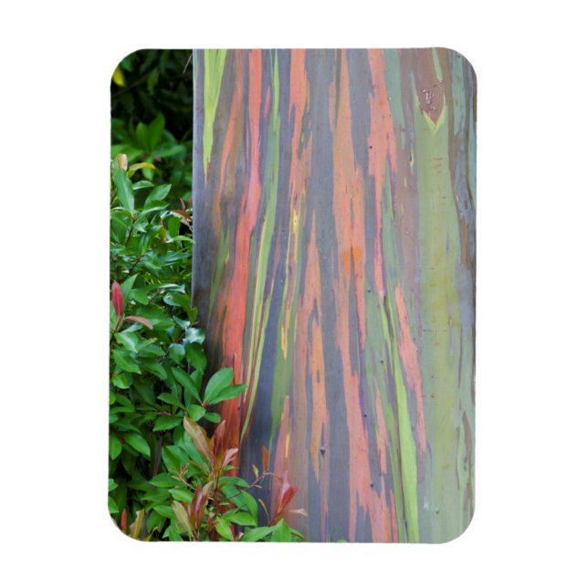 Rainbow Eucalyptus Träd Magnet (Vertikal)