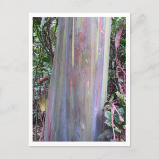 Rainbow Eucalyptus Träd Vykort