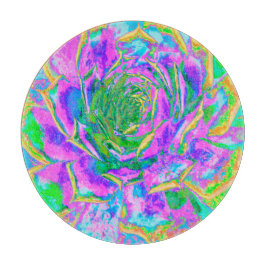 Rainbow Färg Fiesta Succulent Sedum Rosette