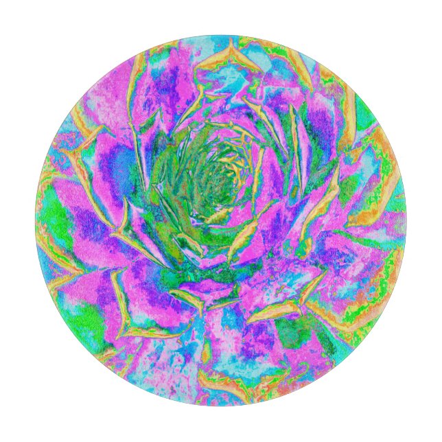 Rainbow Färg Fiesta Succulent Sedum Rosette (Framsidan)