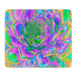 Rainbow Färg Fiesta Succulent Sedum Rosette