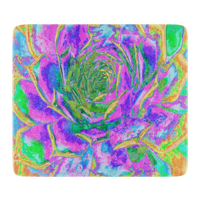 Rainbow Färg Fiesta Succulent Sedum Rosette (Framsidan)