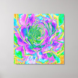 Rainbow Färg Fiesta Succulent Sedum Rosette Canvastryck