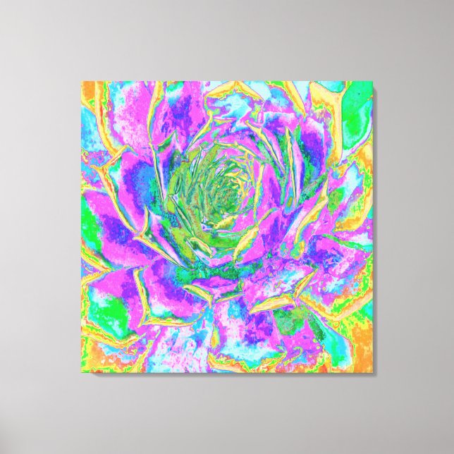 Rainbow Färg Fiesta Succulent Sedum Rosette Canvastryck (Framsida)