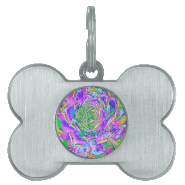 Rainbow Färg Fiesta Succulent Sedum Rosette ID-bricka Husdjur (Framsidan)