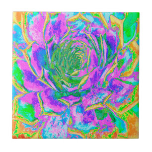 Rainbow Färg Fiesta Succulent Sedum Rosette Kakelplatta