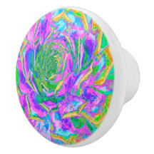 Rainbow Färg Fiesta Succulent Sedum Rosette