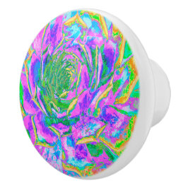 Rainbow Färg Fiesta Succulent Sedum Rosette Knopp