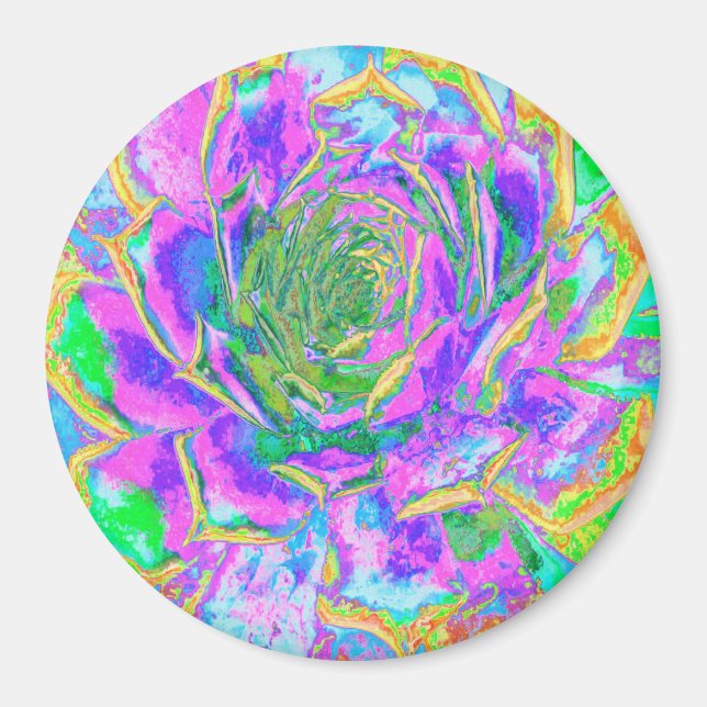 Rainbow Färg Fiesta Succulent Sedum Rosette Magnet (Framsidan)