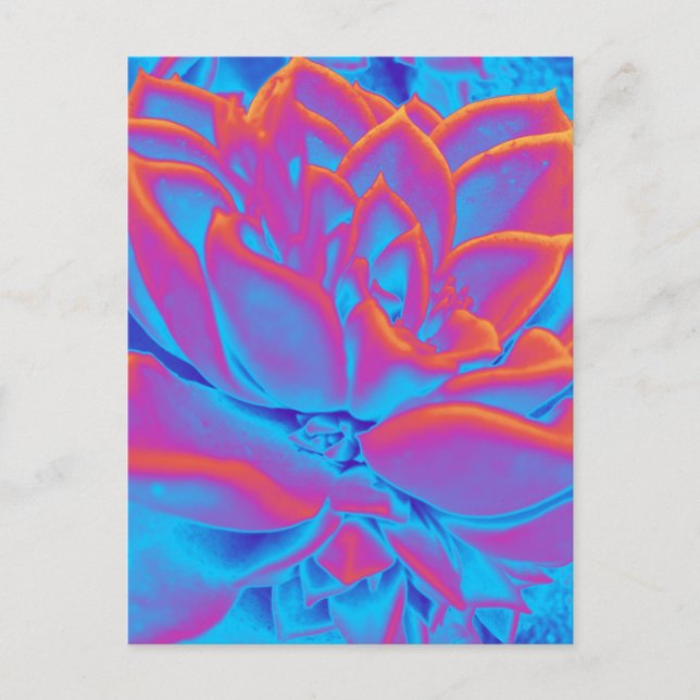 Rainbow färg Succulent plant Helg Vykort (Framsida)