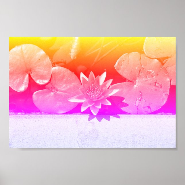 Rainbow Färg Vatten Lily Flower Plants Poster (Framsidan)
