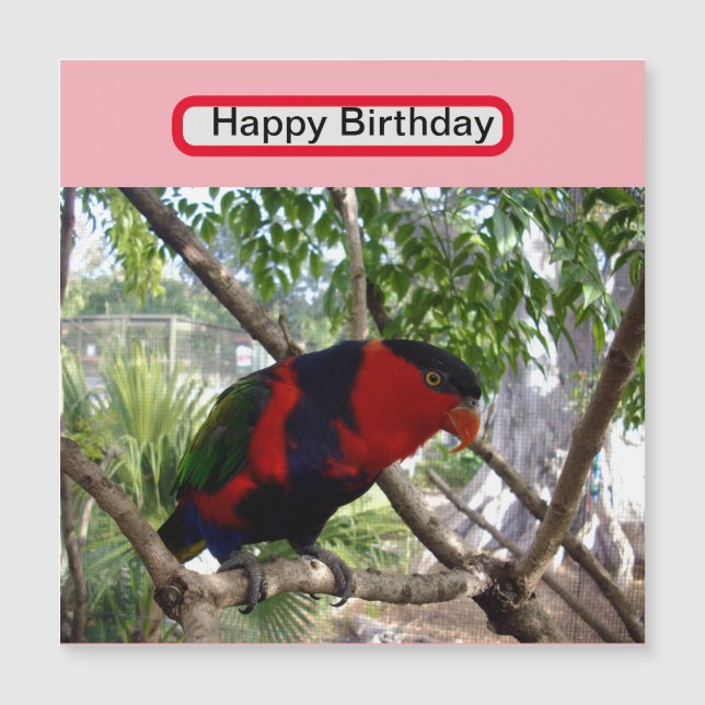 Rainbow Feathers: Söt Australian Lorikeet (Framsida)