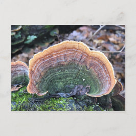 Rainbow Fungus Vykort