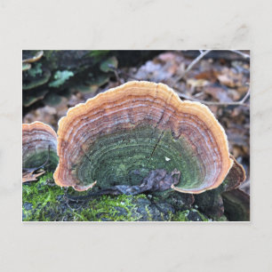 Rainbow Fungus Vykort
