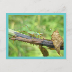Rainbow Grashopper Postcard Vykort